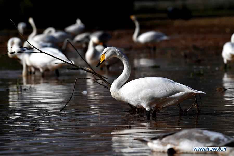 CHINA-SHANXI-WILD SWAN-WINTER HABITAT (CN)