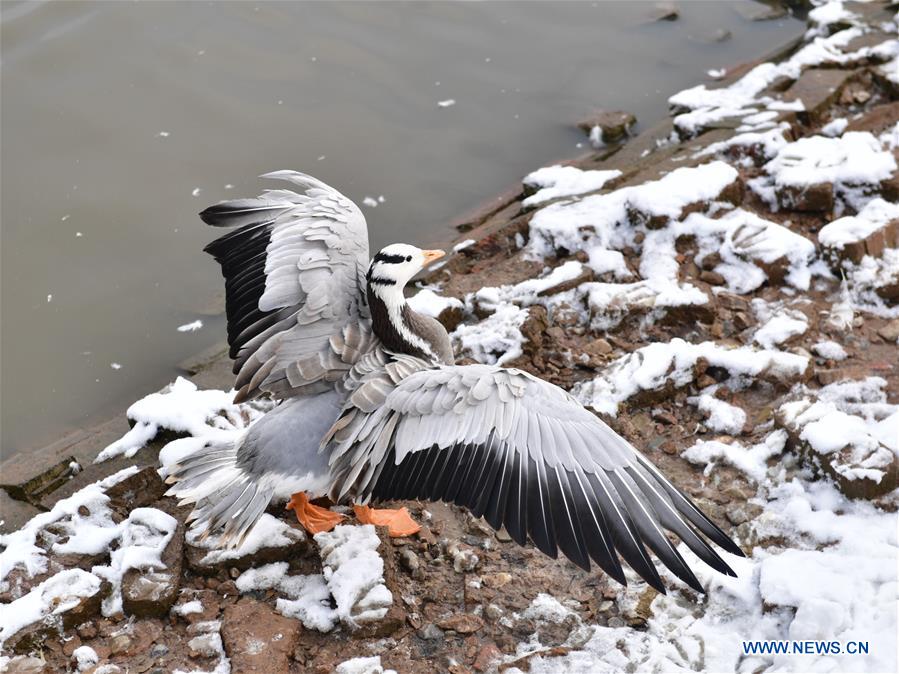 #CHINA-QINGHAI-XINING-ZOO-ANIMAL (CN*)