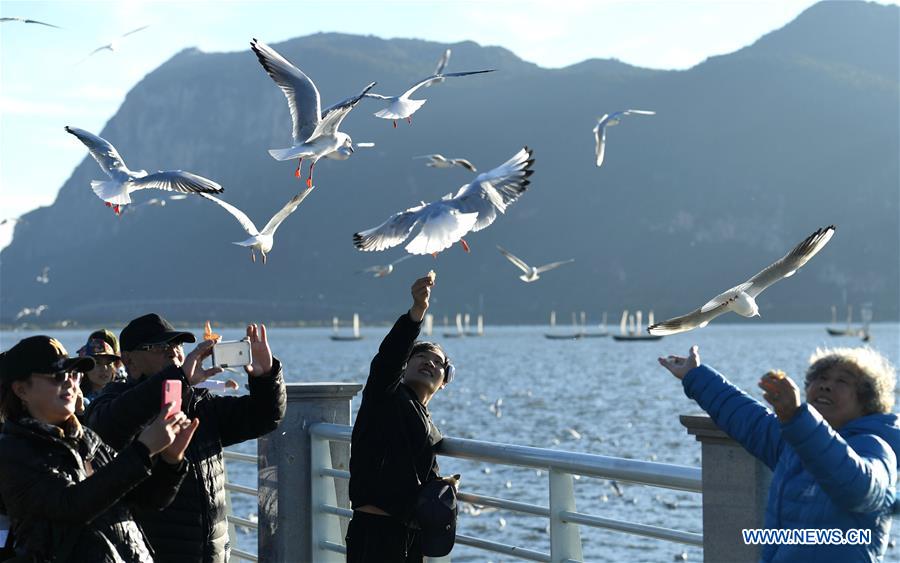 CHINA-KUNMING-RED-BILLED GULLS (CN)