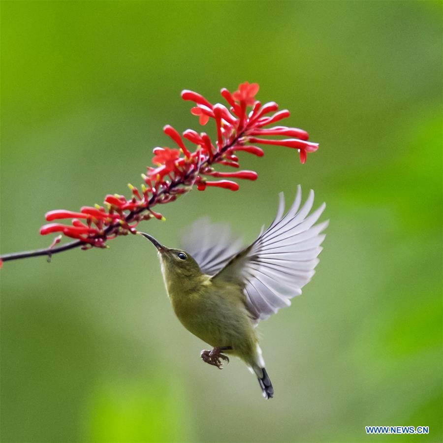 CHINA-FUZHOU-FLOWERS-BIRD (CN)