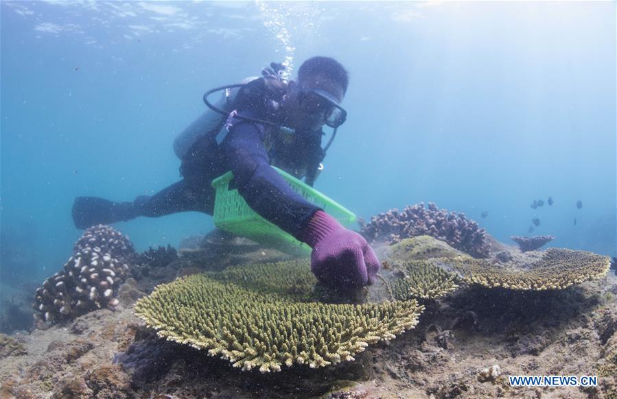 CHINA-HAINAN-DIVING INSTRUCTOR-CORAL REEF RESTORATION (CN)