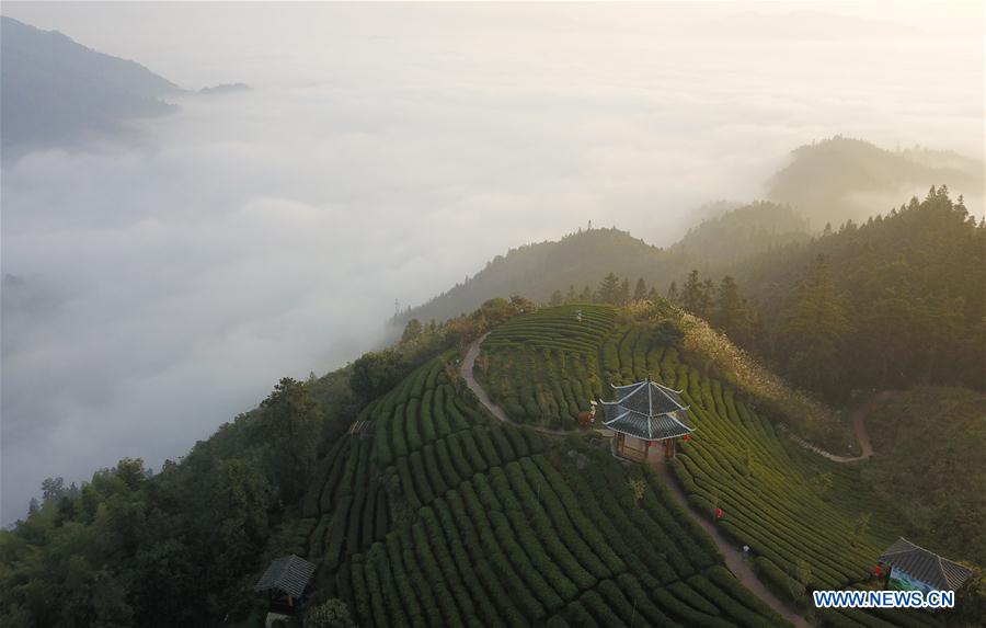 CHINA-GUANGXI-TEA GARDEN (CN)