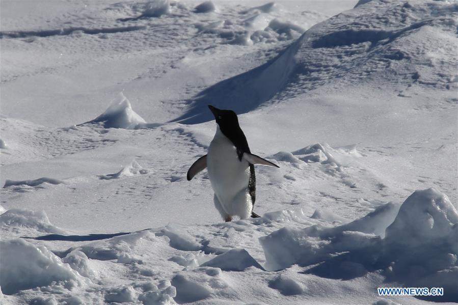 CHINA-XUELONG-ANTARCTIC RESEARCH EXPEDITION-ANTARCTIC CIRCLE (CN)