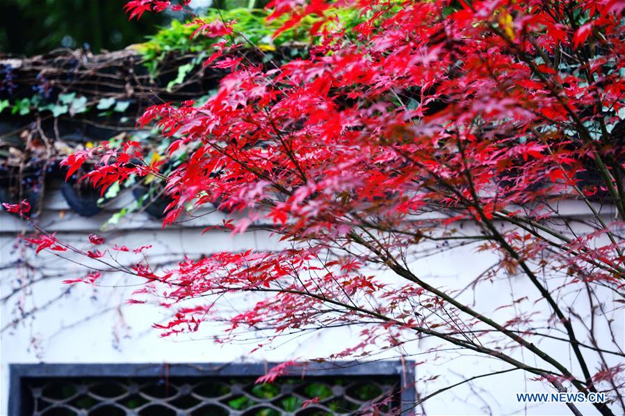 #CHINA-JIANGSU-MAPLE-SCENERY (CN)