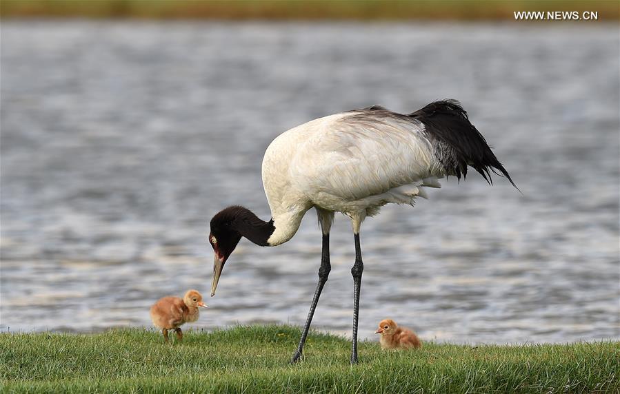 (InTibet)CHINA-ENDANGERED SPECIES-BLACK-NECKED CRANE (CN)