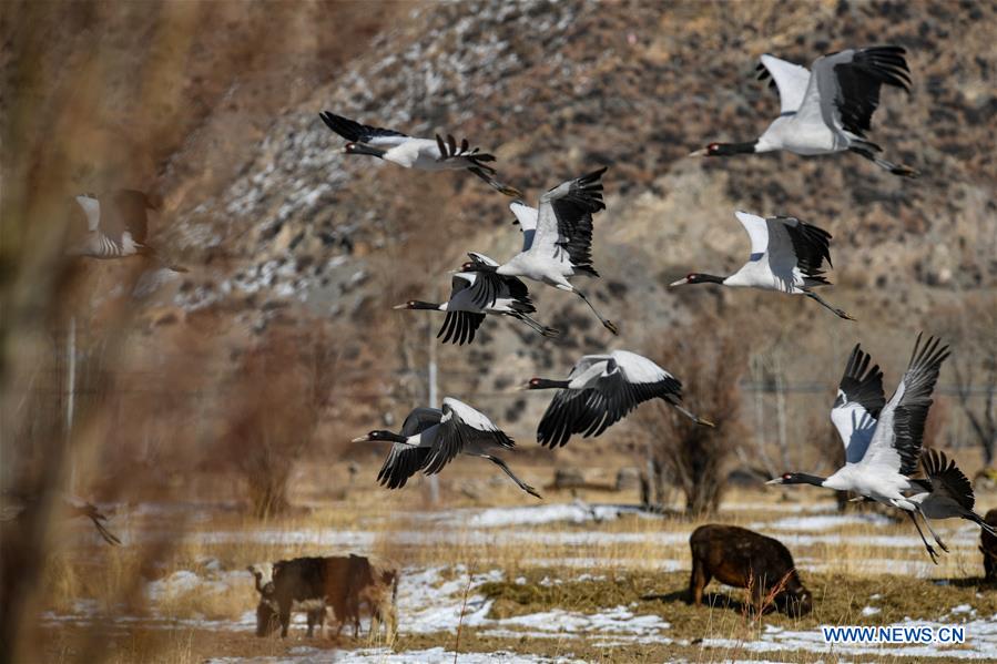 CHINA-LHASA-BLACK-NECKED CRANES (CN)