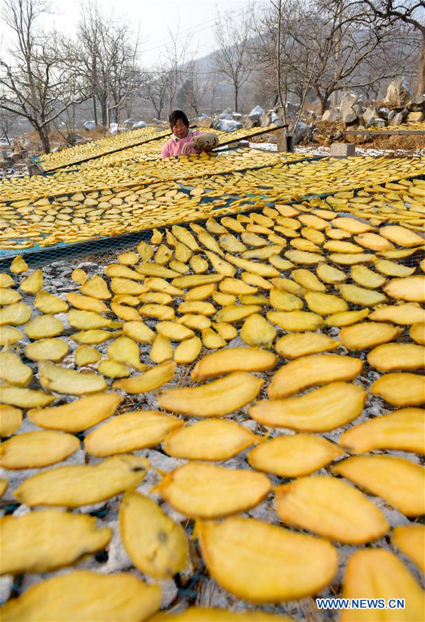 CHINA-SHANDONG-ZAOZHUANG-DRIED SWEET POTATO (CN)