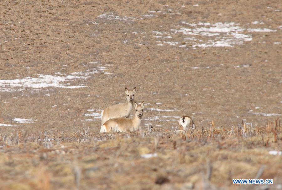 CHINA-QINGHAI-WILD ANIMALS-SCENERY (CN)