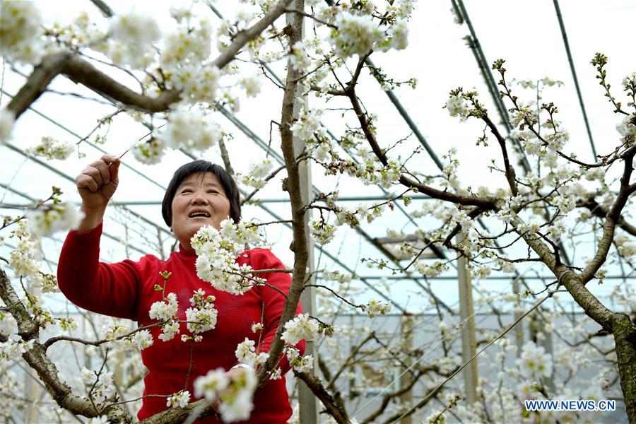 #CHINA-GREENHOUSE-SPRING (CN)