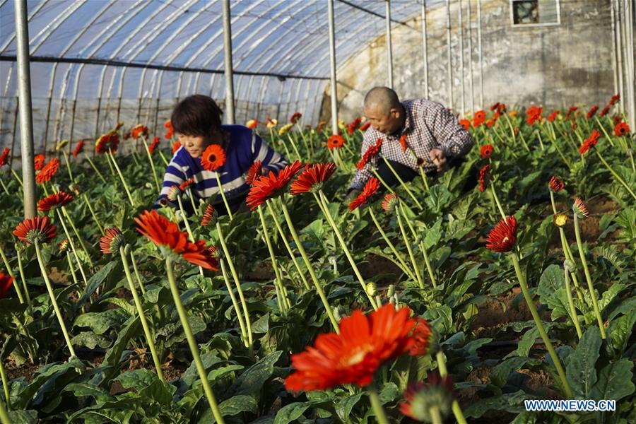 CHINA-FLOWER-SPRING FESTIVAL-PREPARATION (CN)