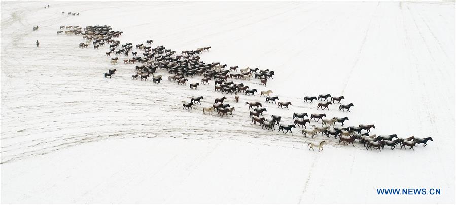 #CHINA-GANSU-ZHANGYE-HORSE (CN)