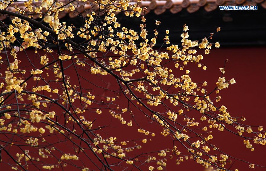 # CHINA-DAHAN-SOLAR TERM-WINTER BLOSSOMS (CN)