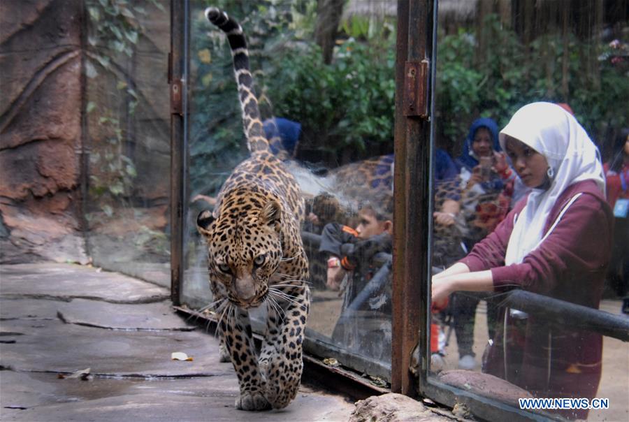 INDONESIA-MALANG-LEOPARD