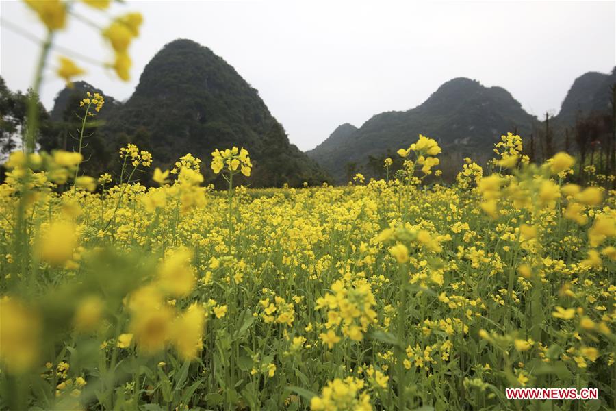 #CHINA-SPRING-FLOWER (CN)