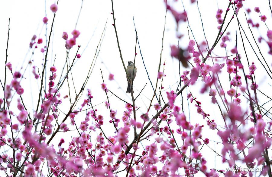 #CHINA-SPRING-BIRD