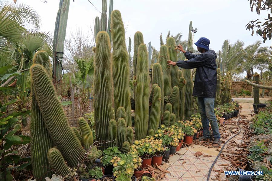 MIDEAST-GAZA-CACTUS