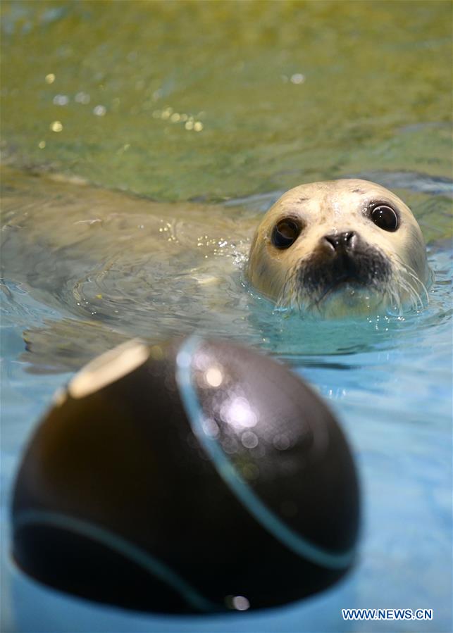 CHINA-HARBIN-SEAL (CN)