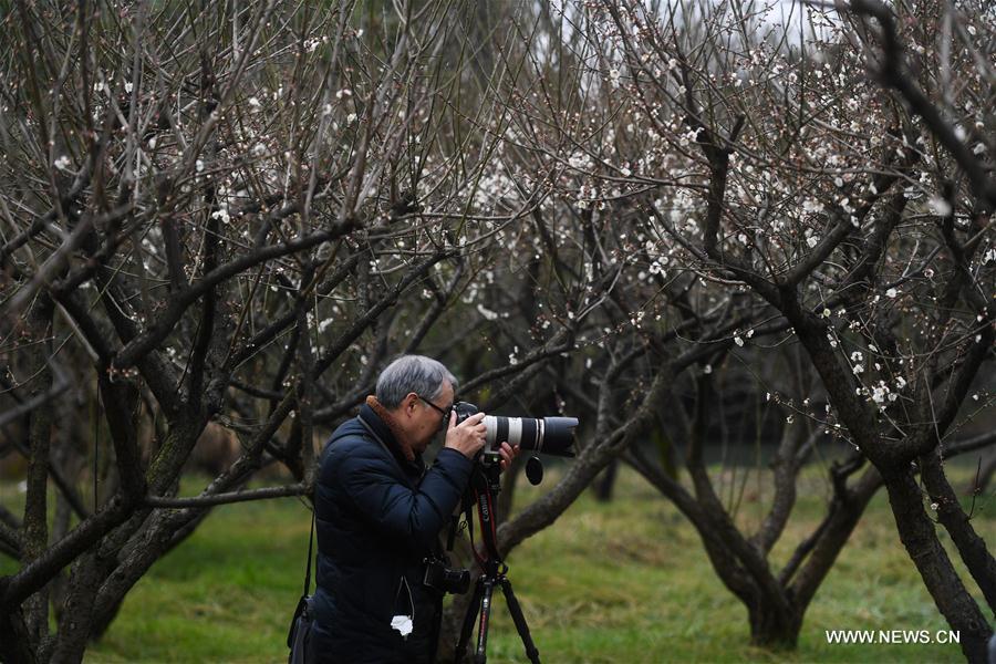 CHINA-ZHEJIANG-HANGZHOU-PLUM BLOSSOM (CN)