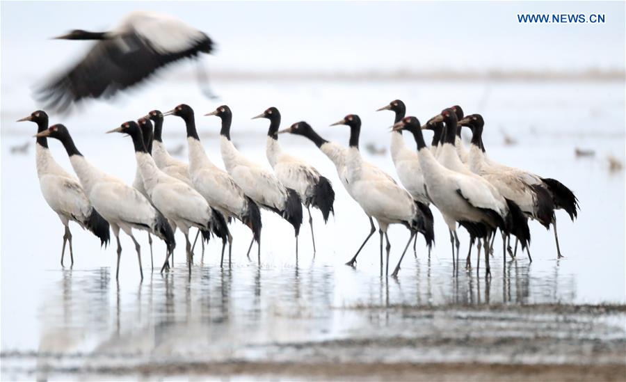 CHINA-GUIZHOU-WEINING-BLACK-NECKED CRANES (CN)