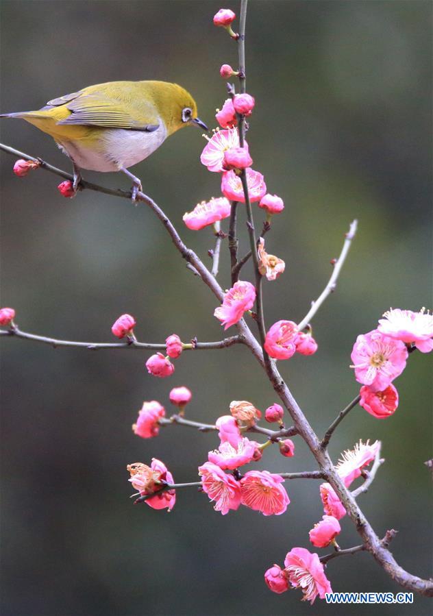 #CHINA-HUNAN-HENGYANG-BIRD-PLUM BLOSSOM (CN)