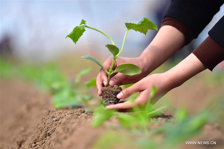 #CHINA-EARLY SPRING-FARM WORK (CN)