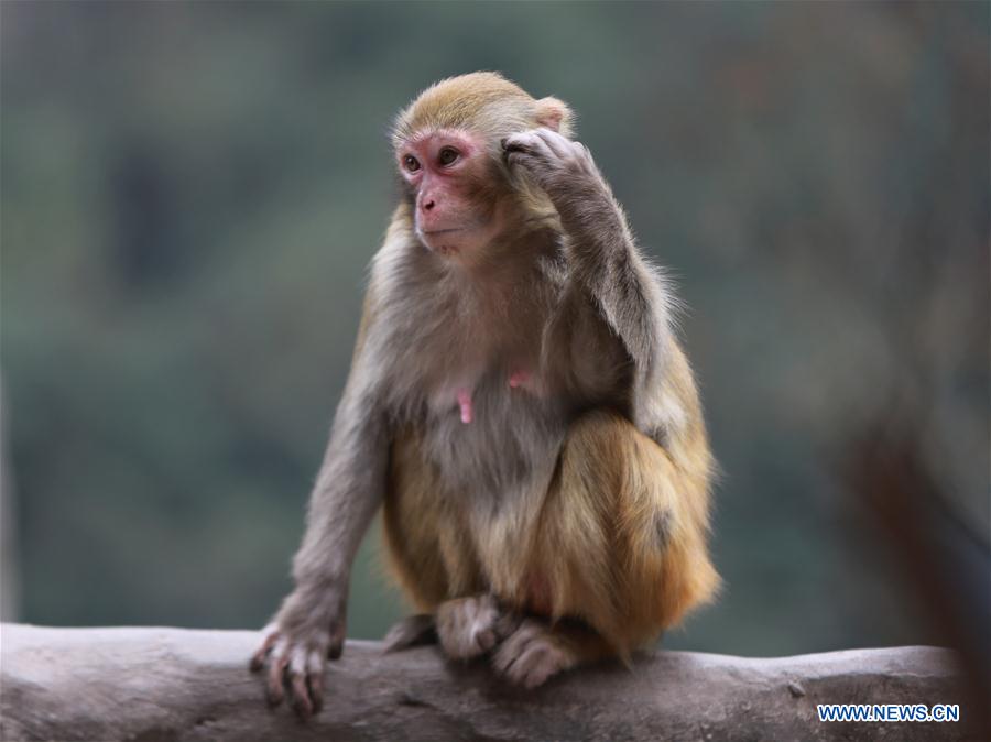 #CHINA-HUNAN-SPRING-MACAQUES(CN)