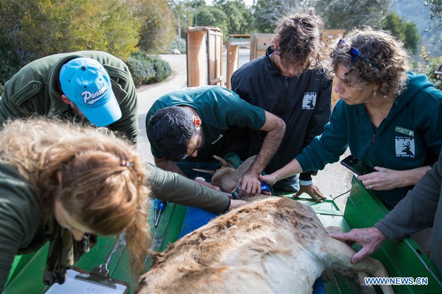 MIDEAST-JERUSALEM-PERSIAN FALLOW DEER-RELEASE