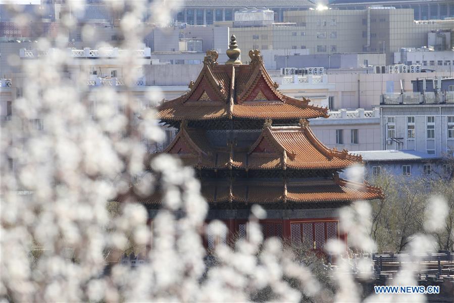 #CHINA-BEIJING-PEACH BLOSSOMS (CN)