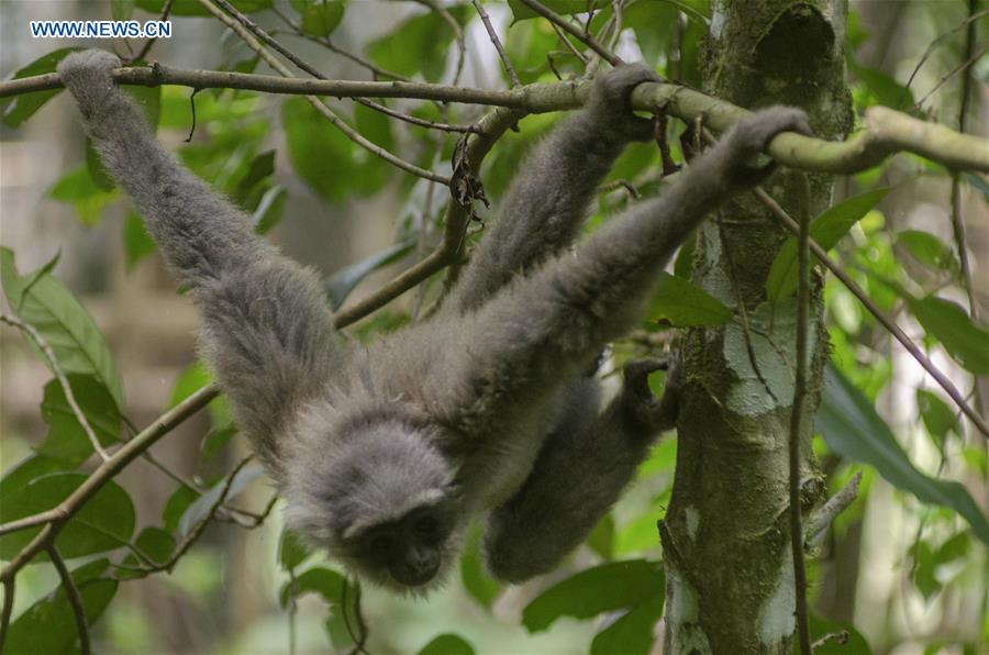 INDONESIA-WEST JAVA-JAVAN SILVERY GIBBON-RELEASED