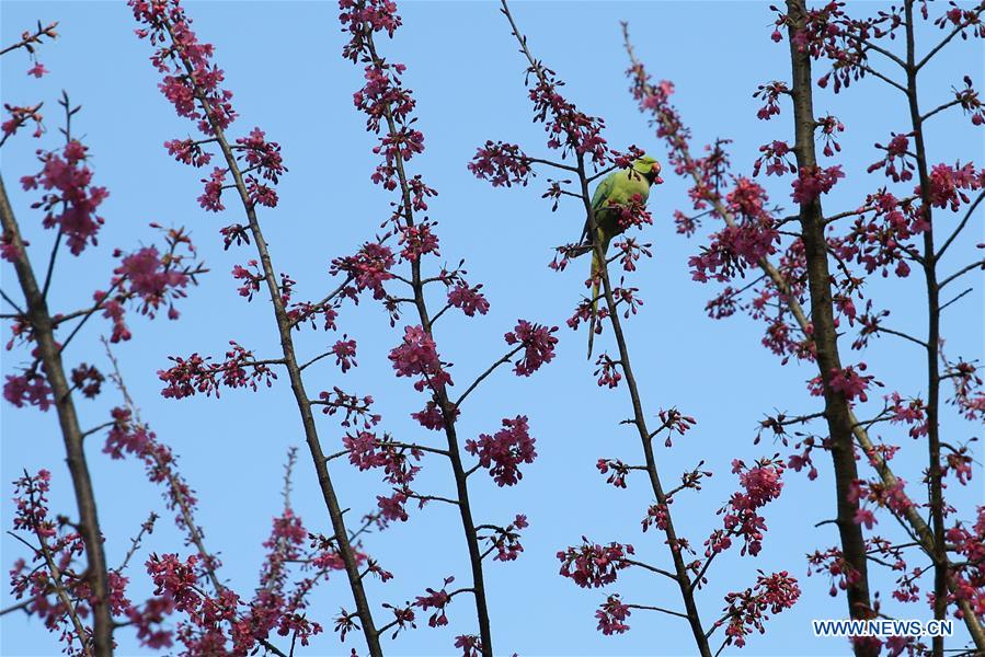 BELGIUM-BRUSSELS-SPRING