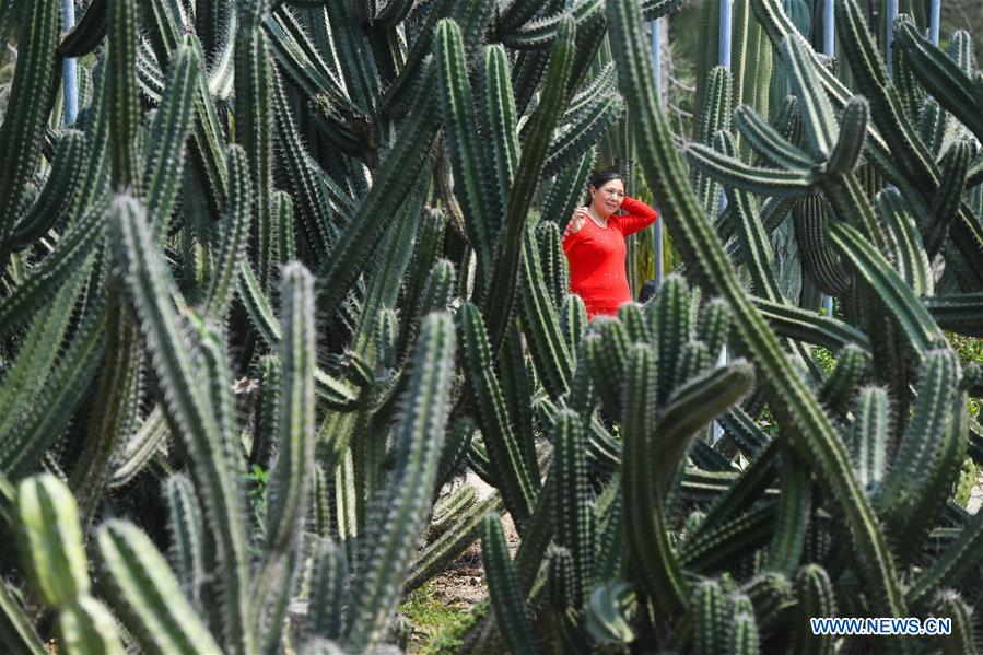 #CHINA-FUJIAN-XIAMEN-SUCCULENT PLANTS (CN)