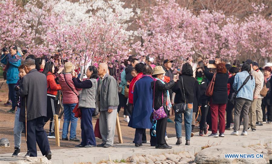 CHINA-BEIJING-YUYUANTAN PARK-CHERRY BLOSSOM (CN)