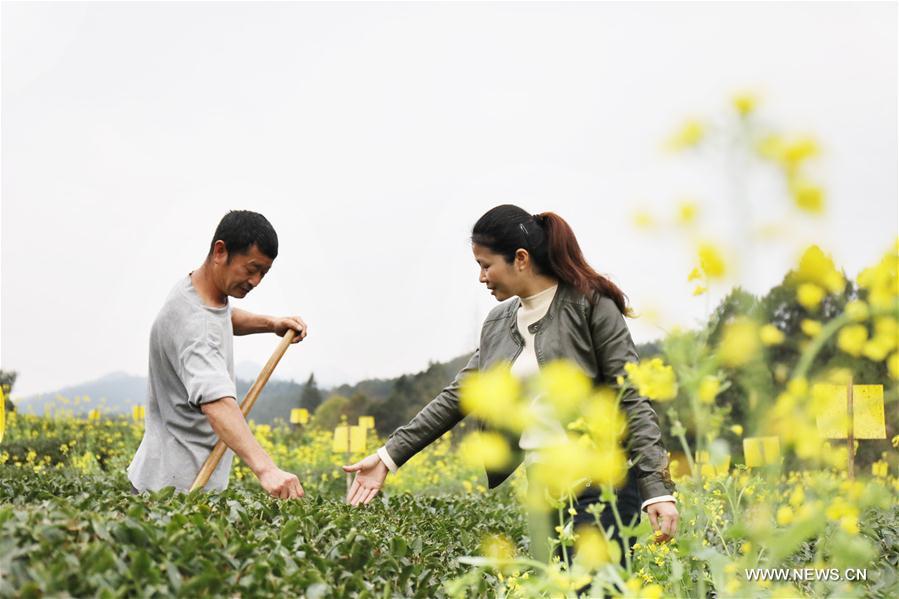 #CHINA-FUJIAN-SPRING TEA (CN)