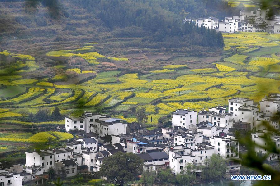 CHINA-JIANGXI-COLE FLOWER FIELDS (CN)