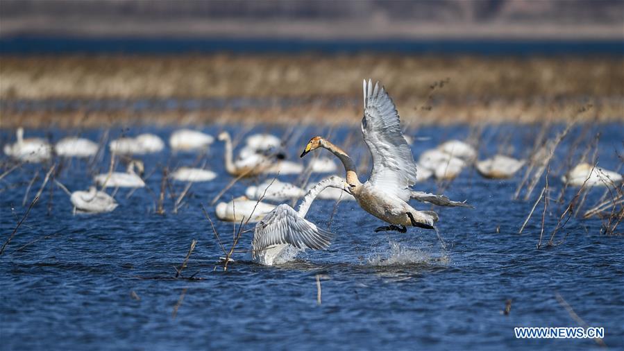 CHINA-LIAONING-RESERVOIR-SWANS (CN)