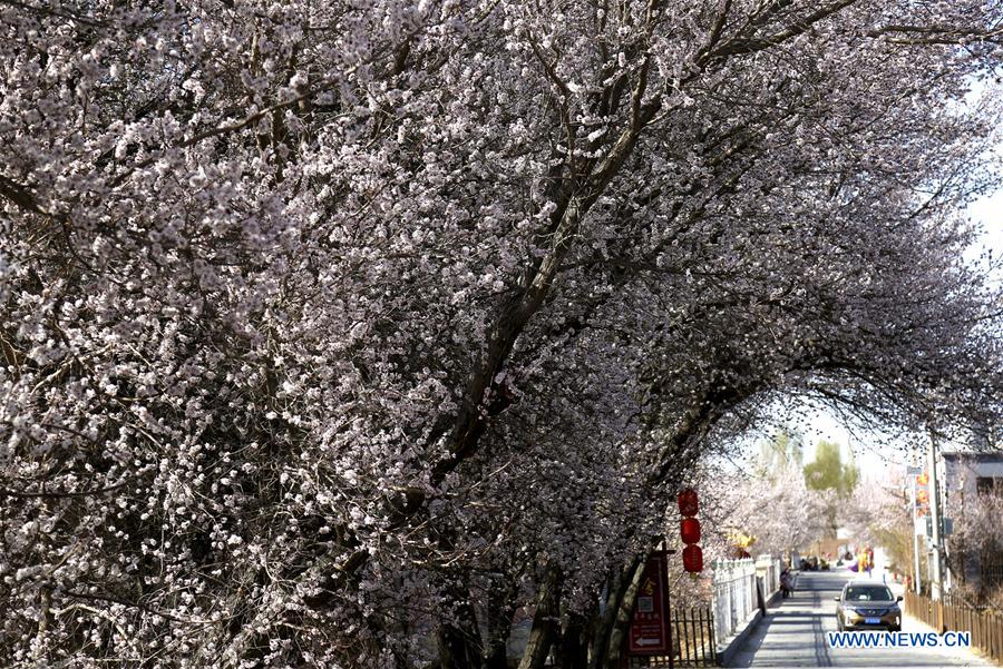 #CHINA-DUNHUANG-APRICOT FLOWERS (CN)