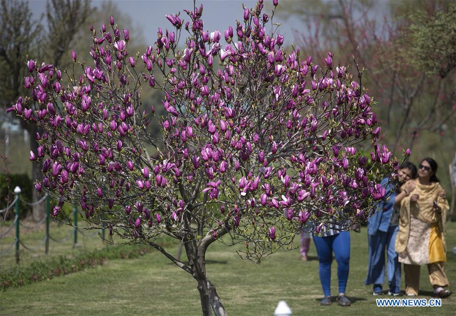 KASHMIR-SRINAGAR-FLOWER-SCENERY