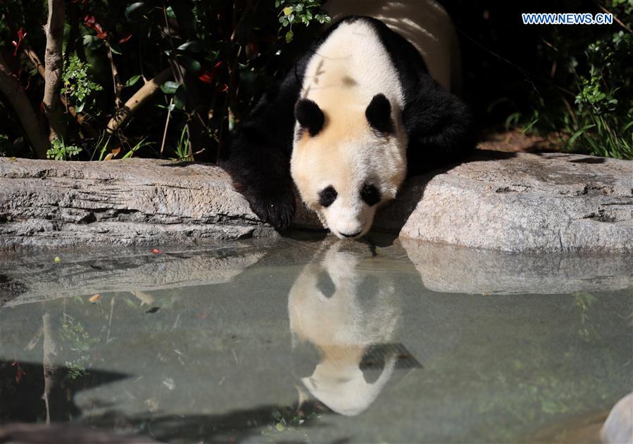 U.S.-CALIFORNIA-SAN DIEGO ZOO-PANDA-FAREWELL