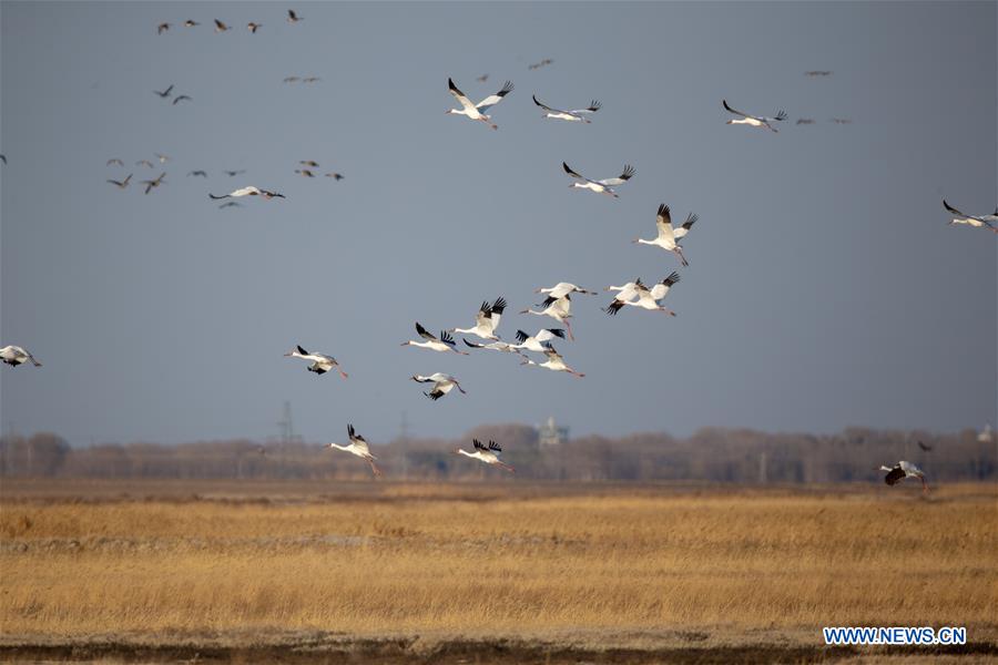 CHINA-JILIN-NATURE RESERVE-MIGRANT BIRDS (CN)