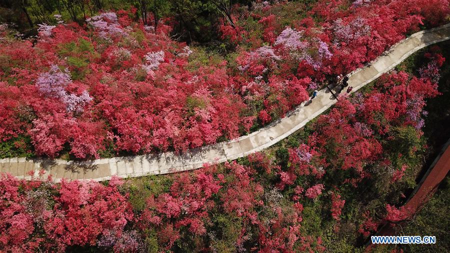 CHINA-ANHUI-YUEXI-AZALEA (CN)