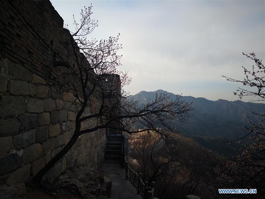 (Beijingcandid)CHINA-BEIJING-GREAT WALL-SPRING SCENERY (CN)