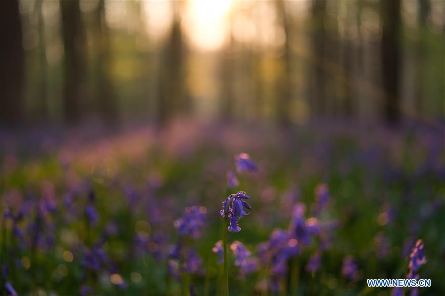 BELGIUM-BRUSSLES-NATURE-BLUEBELLS