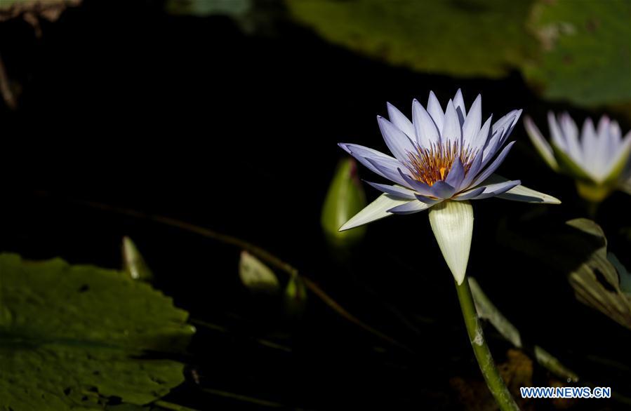 AUSTRALIA-SYDNEY-ROYAL BOTANIC GARDEN