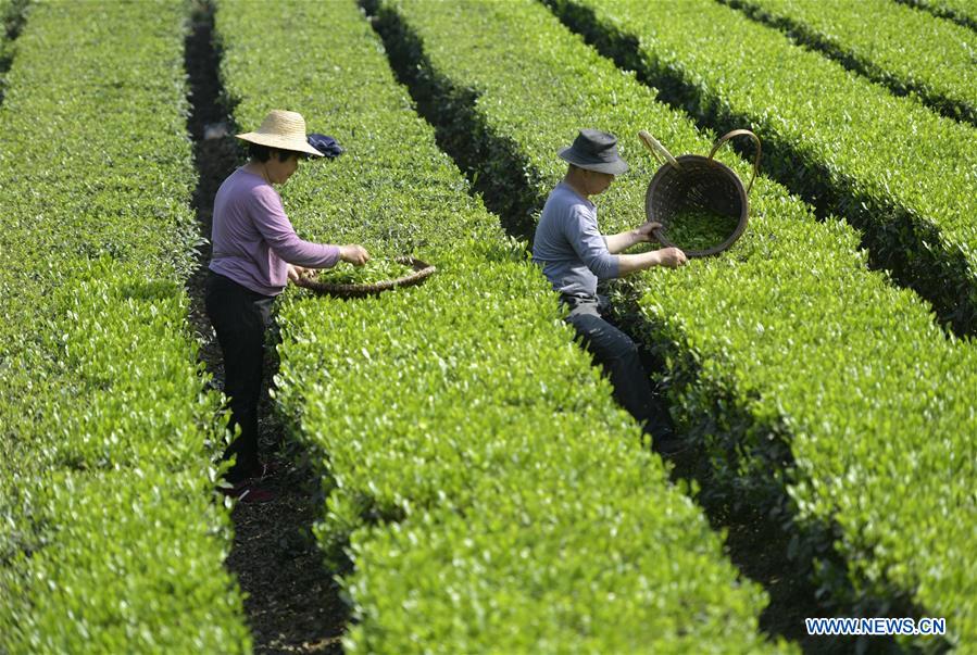 #CHINA-AGRICULTURE-FARM WORK (CN)