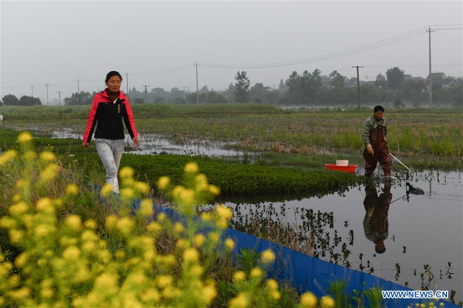 CHINA-ANHUI-CHAOHU-AGRICULTURE-MANAGER