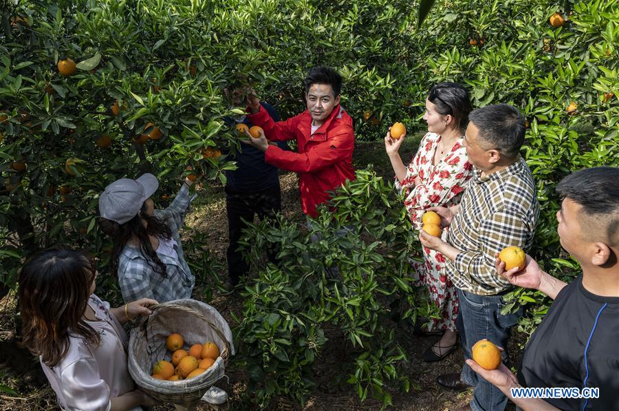 #CHINA-HUBEI-YICHANG-FRUIT-PLANTING (CN)