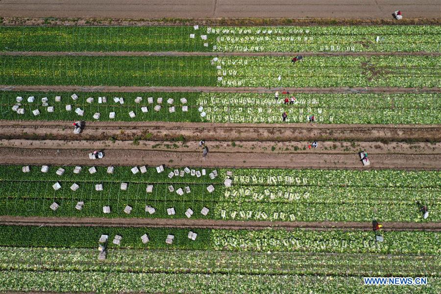 #CHINA-AGRICULTURE-SUMMER-FARM WORK (CN)