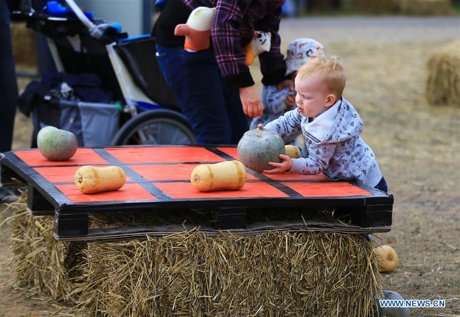 AUSTRALIA-COLLECTOR-PUMPKIN FESTIVAL