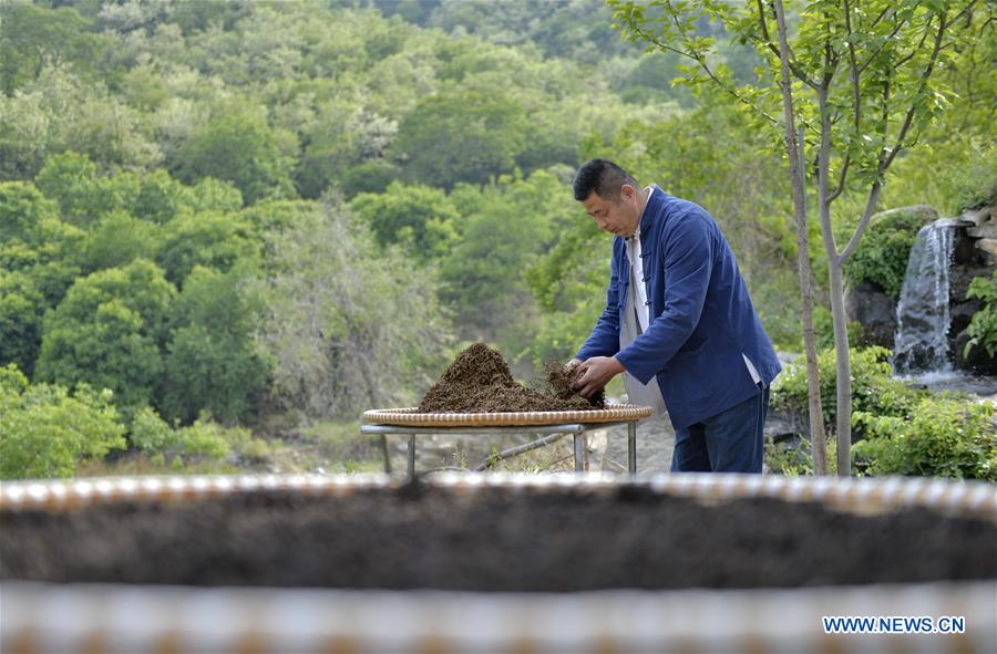 CHINA-HEBEI-LINCHENG-TEA PLANTING (CN)