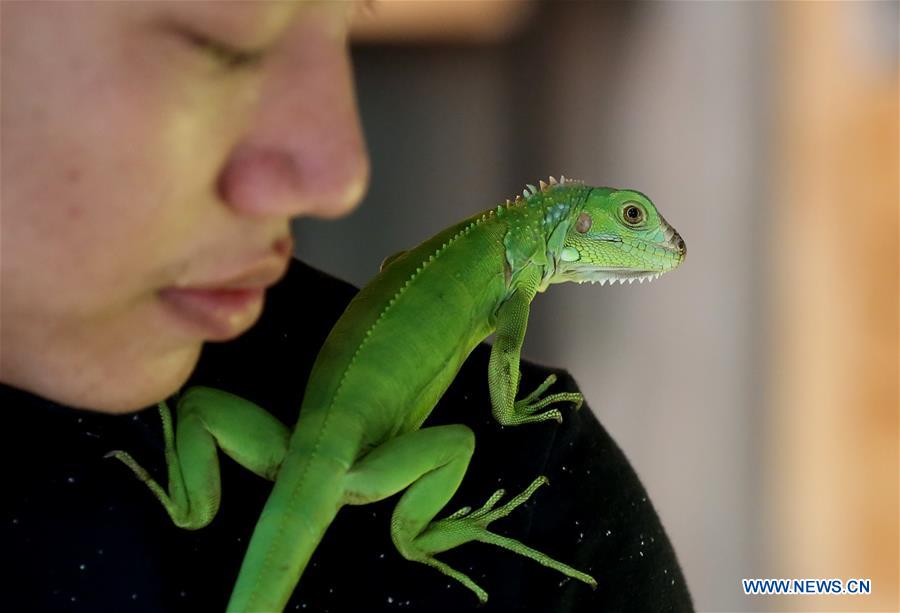 MYANMAR-YANGON-EXOTIC PET LOVER